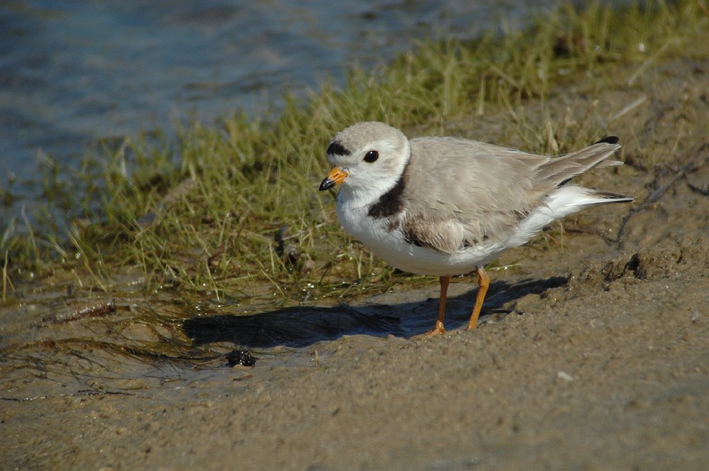 Plover, Piping, 2010-05109904 Cape May Point State Park, NJ.JPG - Piping Plover. Cape May Point State Park, NJ, 5-10-2010